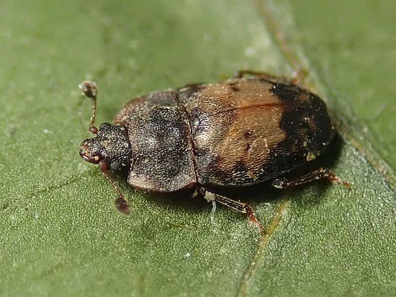 Nitidulidae: Omosita discoidea? S